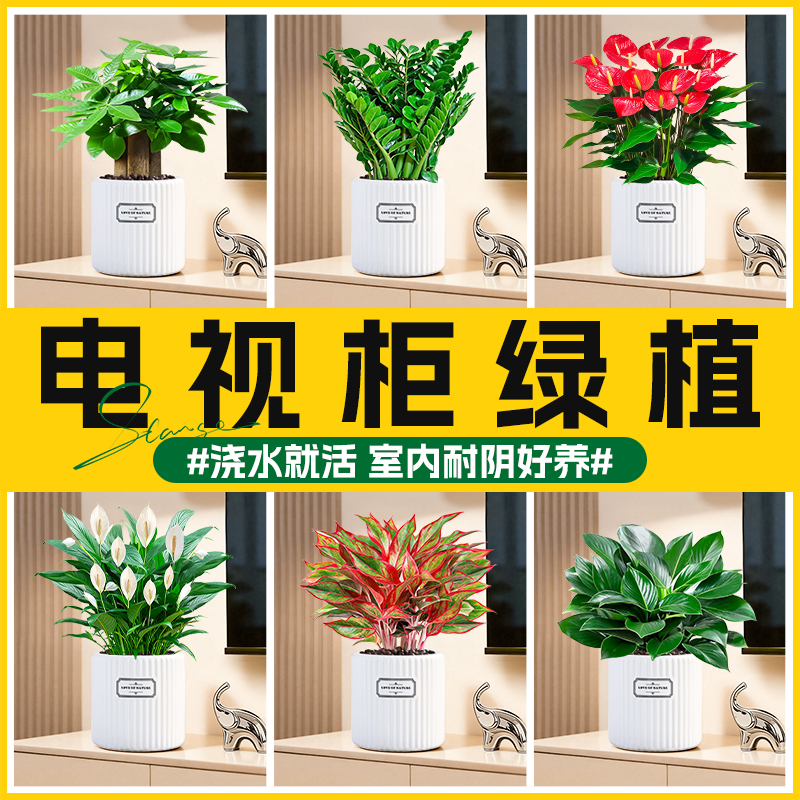 电视柜绿植室内发财树金钱树白掌红掌盆栽客厅招财花卉植物好养活
