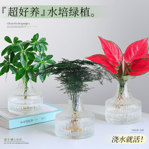 【超好养鸭脚木绿植】桌面小摆件