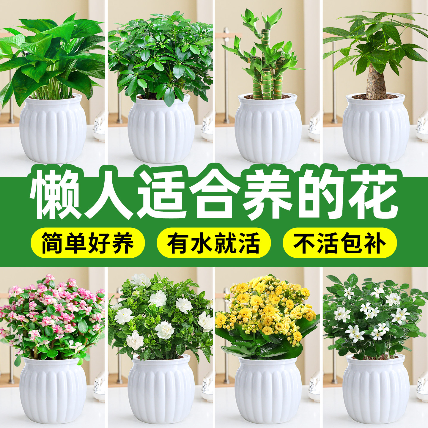 适合懒人养的花水培栀子花盆栽发财树绿植物客厅花卉耐阴新手好养