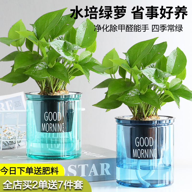 绿萝盆栽室内新房好养活耐阴绿植