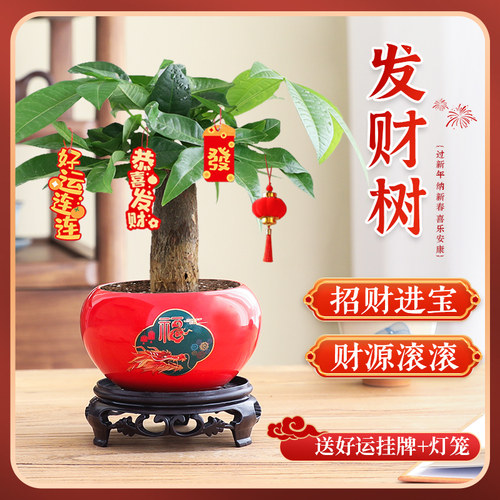 【旺运招财】发财树暴富绿植盆栽