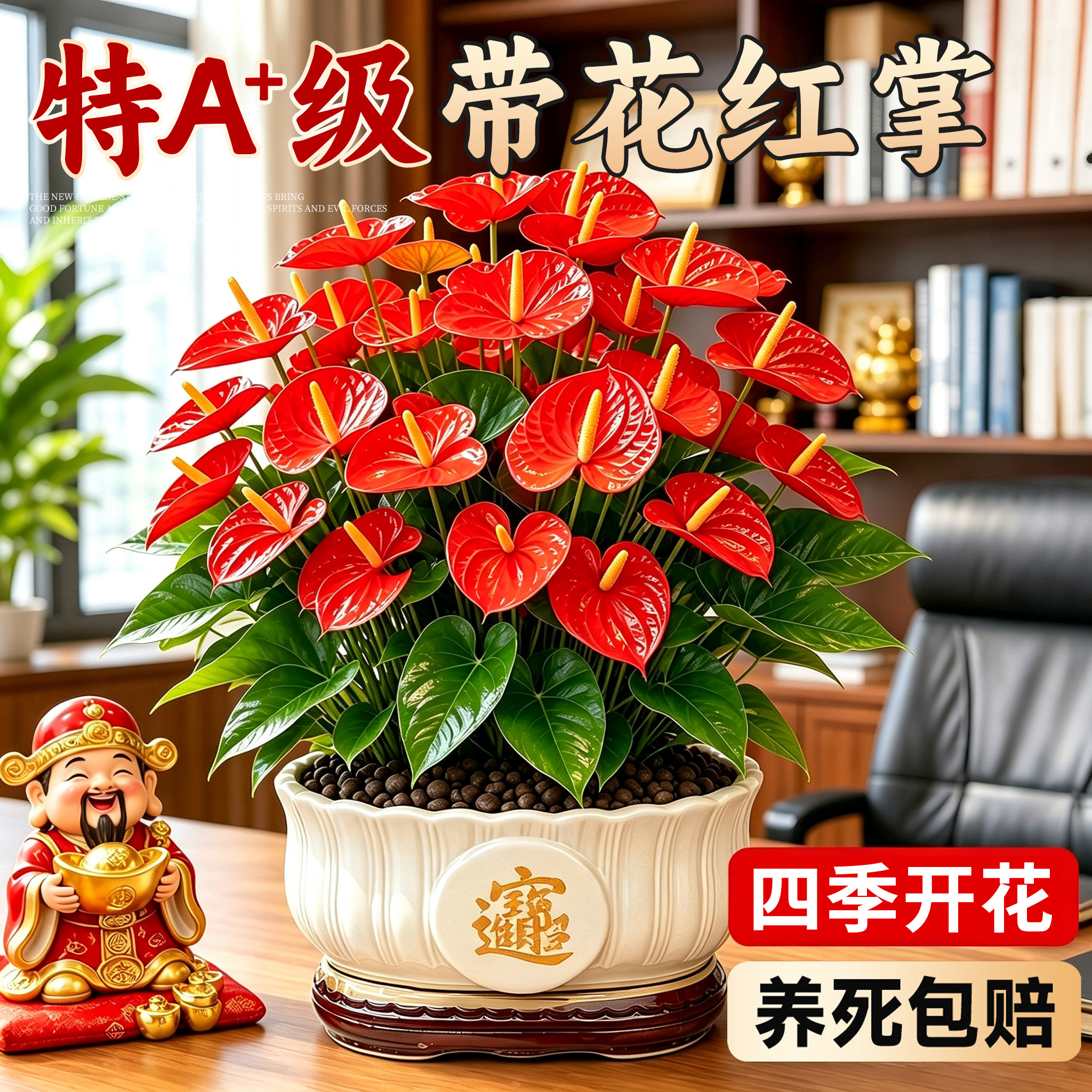 特级大盆带花红掌盆栽绿植室内桌面花卉耐阴好养净化空气鸿运当头