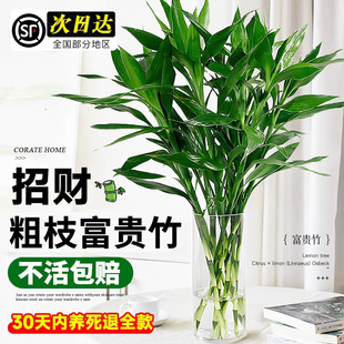 富贵竹水培植物转运竹盆栽室内带根水养招财绿植粗枝竹子四季好养