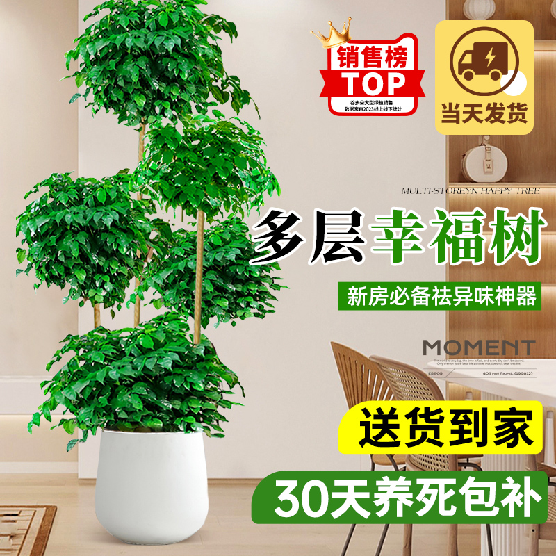 幸福树客厅室内盆栽大型绿植常绿