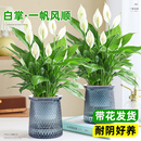 一帆风顺白掌盆栽办公室内绿植红掌花卉水培植物四季 易活好养常绿