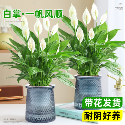 一帆风顺白掌盆栽水培室内绿植物