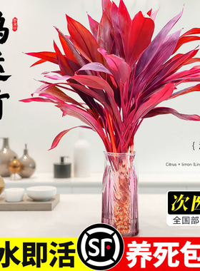 鸿运竹紫竹水培植物富贵转运竹水养带根办公室内桌面好养懒人绿植