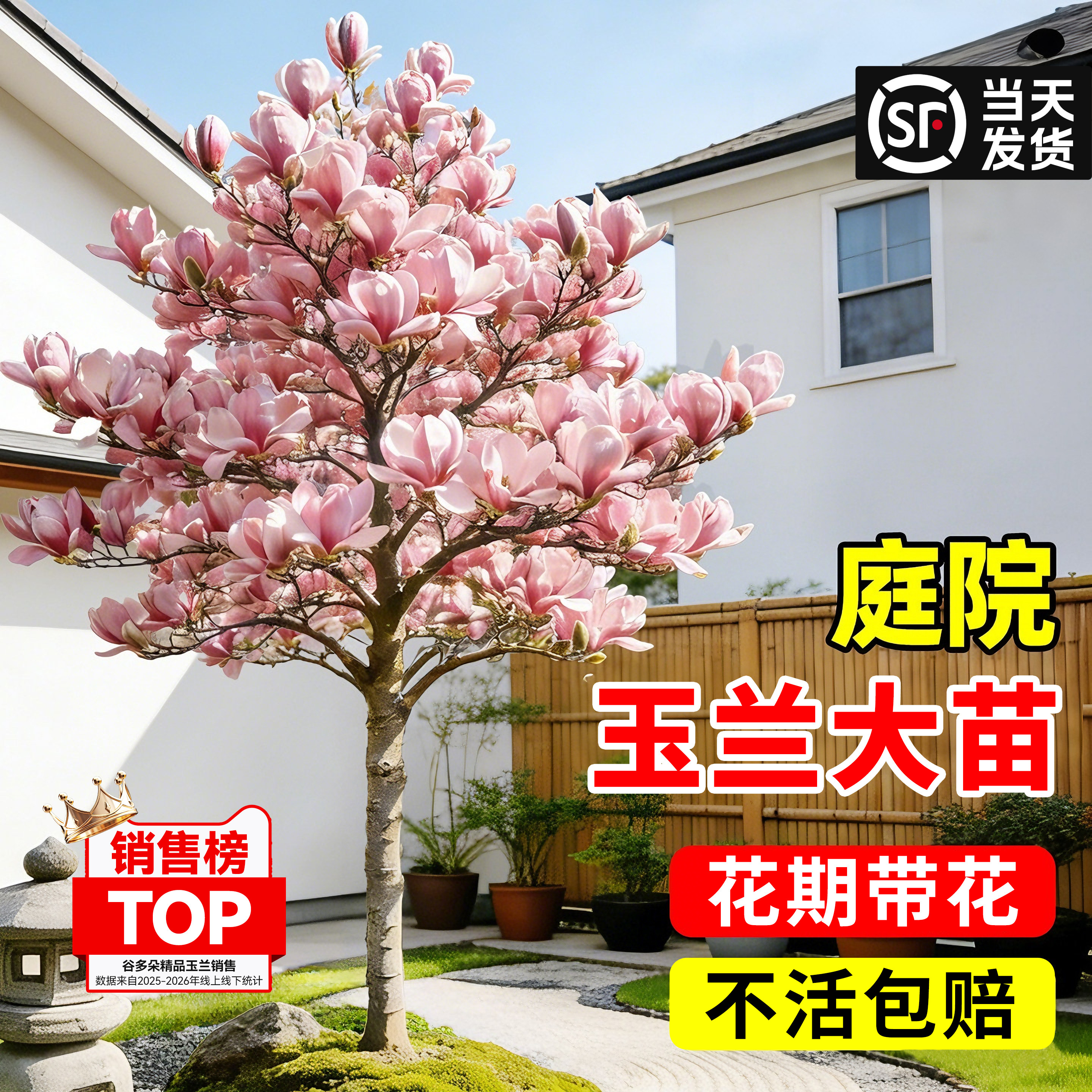 玉兰花树苗带花苞庭院室外四季大树白紫玉兰树盆栽地栽花卉广玉兰