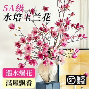 带花苞鲜切枝玉兰花水培室内桌面盆栽插花绿植物耐寒好养浓香花卉