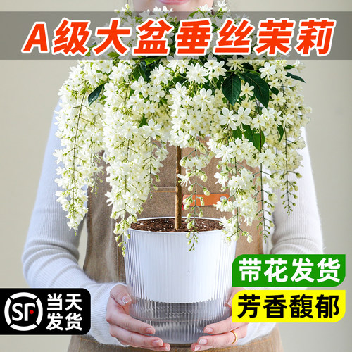 【花开瀑布垂丝茉莉】好养绿植物