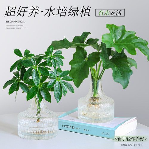 【热销绿植】水培鸭脚木小盆栽