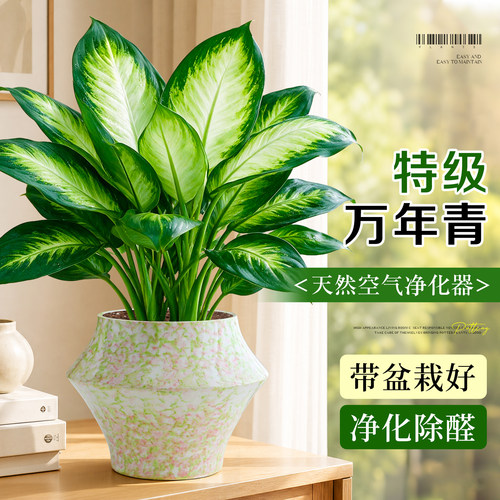 【净化除醛】万年青盆栽耐阴绿植