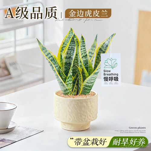 办公室小盆栽金边虎皮兰绿植花卉
