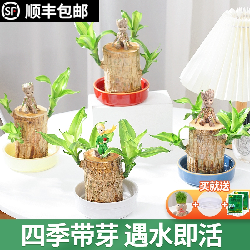 巴西木室内桌面四季送2包营养液