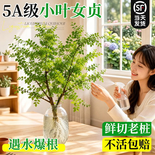 【鲜切老桩】水培小叶女贞绿植物