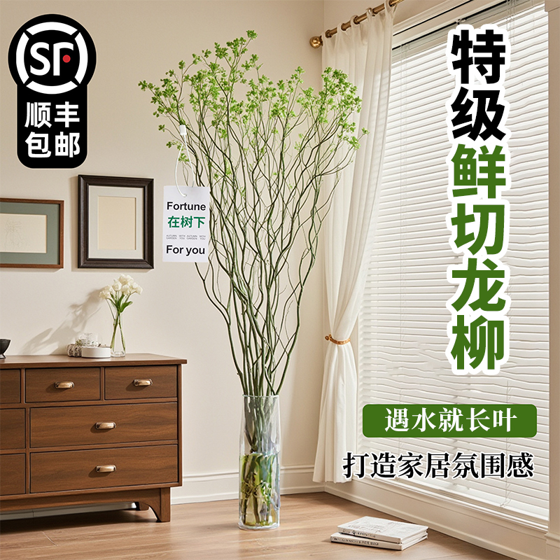 龙柳鲜枝水培植物好养室内绿植插花干枝雪柳切花水养客厅吊钟盆栽