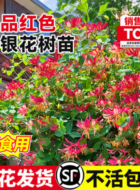 红色金银花树苗可食用五彩老桩