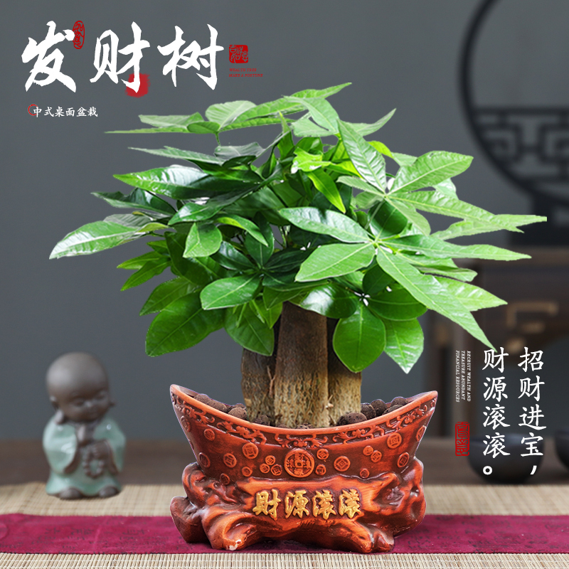 发财树盆栽招财中式桌面室内绿植