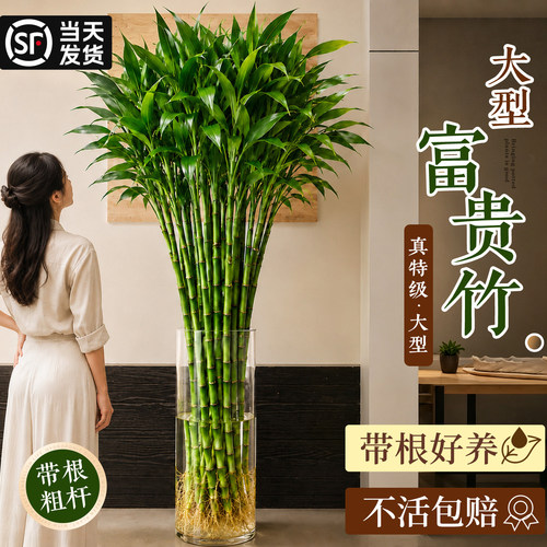 【带根粗竹】落地大型水培富贵竹