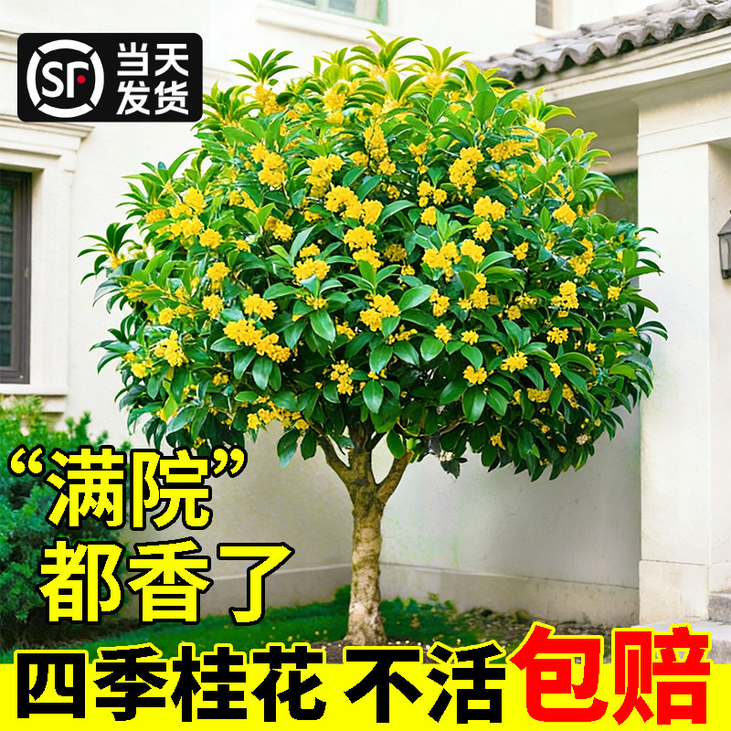 四季桂花树苗盆栽原生八月金桂四季丹桂室外庭院阳台植物室内花卉