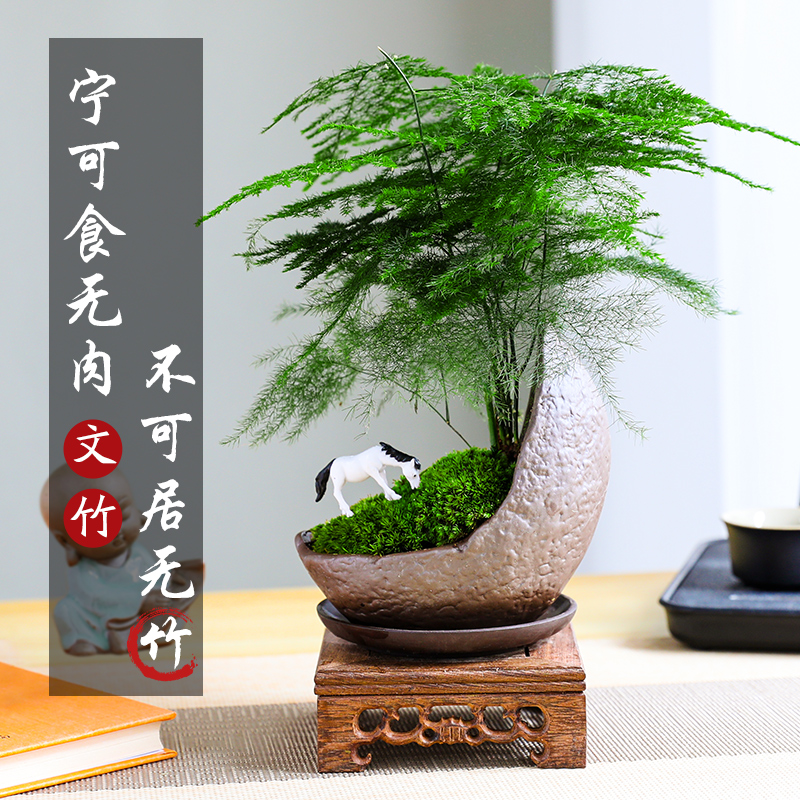 文竹揽月造型老桩盆栽室内绿植