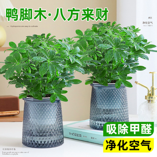 常青好养活 八方来财鸭脚木水培盆栽植物办公室内绿植净化空气四季