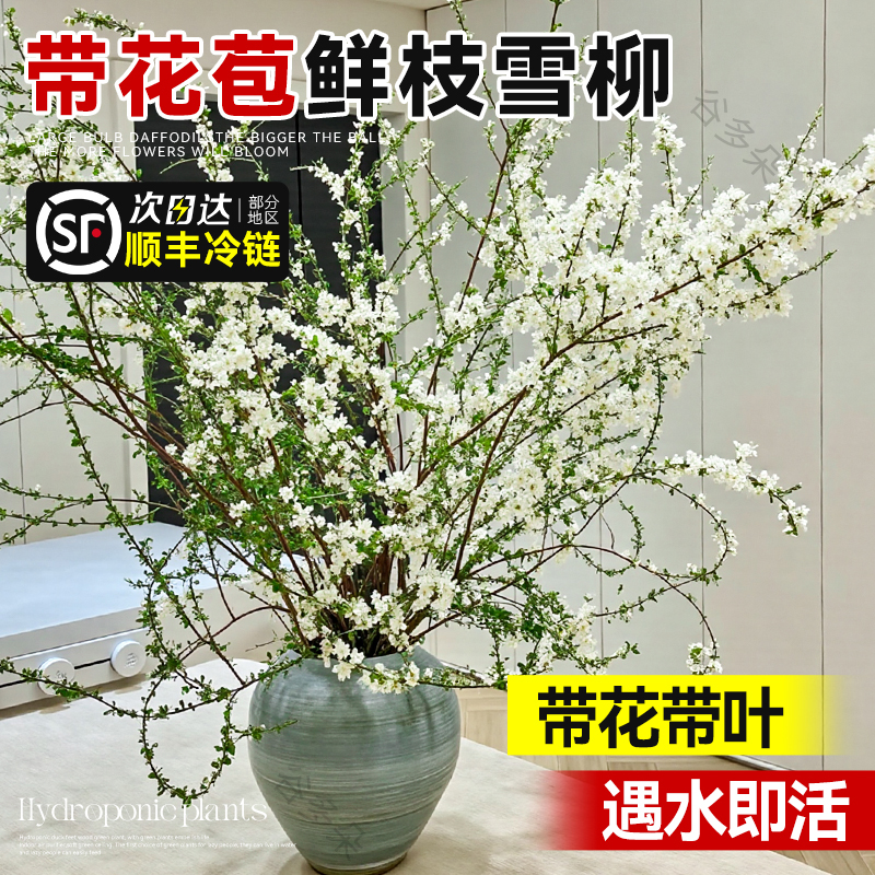 特级鲜枝雪柳带花苞水培植物室内客厅桌面龙柳干枝水养绿植鲜花卉
