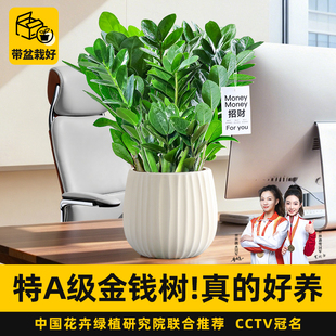 金钱树绿植室内客厅办公桌面盆栽招财四季好养耐阴摇钱树净化空气