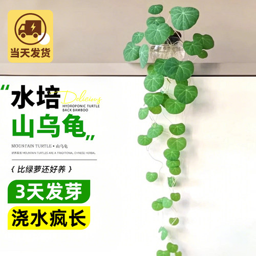 水培山乌龟爬藤植物一叶龟种球