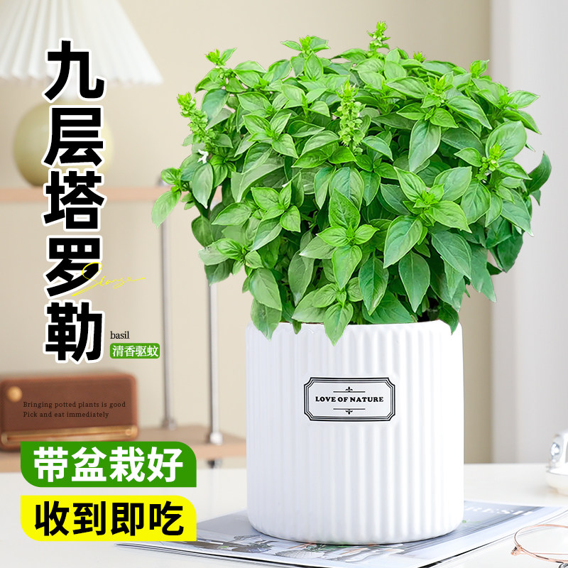 九层塔罗勒盆栽可食用新鲜大叶金不换室内庭院迷迭香料驱蚊绿植物,鲜花速递/花卉仿真/绿植园艺,绿植,淘宝优惠券,粉丝福利购,淘宝优惠卷