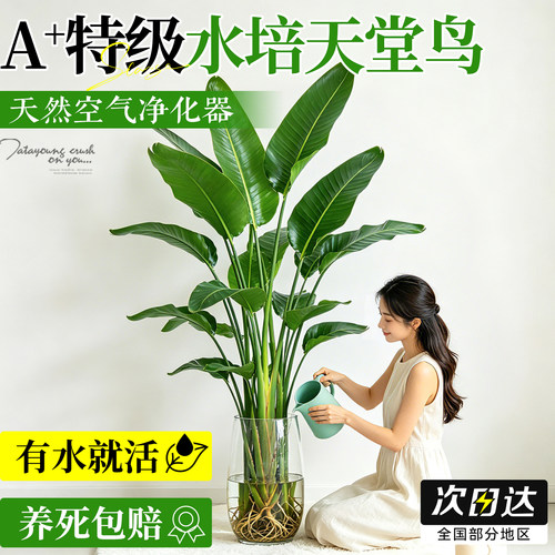 【有水就活】水培天堂鸟耐阴好养