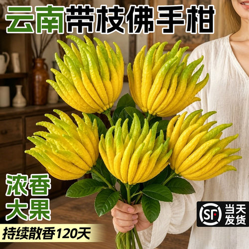 【带枝水培】佛手柑浓香大果闻香