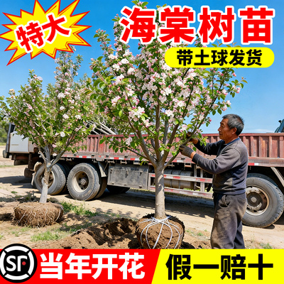 老桩四季海棠花西府垂丝海棠树苖