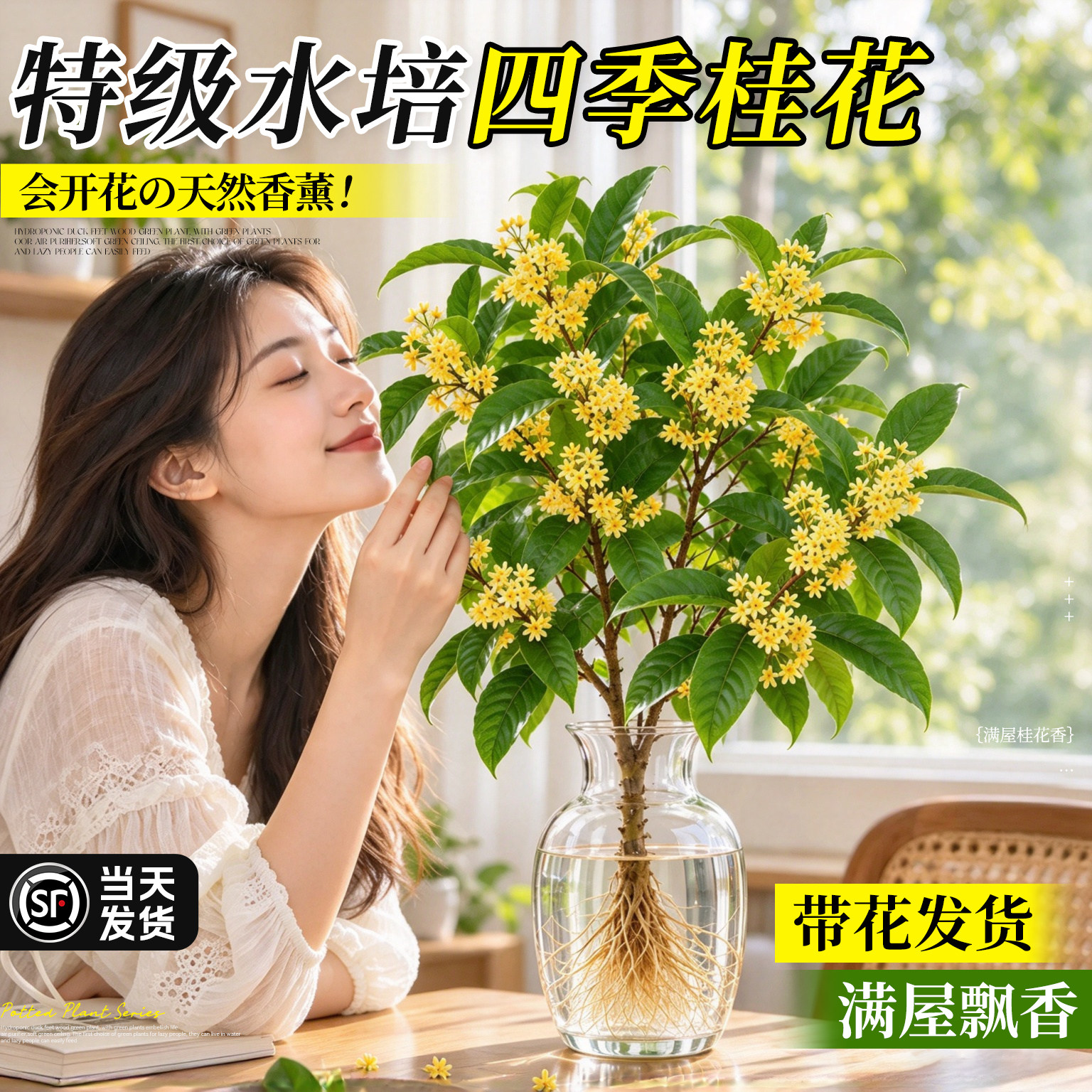 特级水培四季桂花盆栽树苗鲜切水养绿植物花浓香型花卉室内好养活