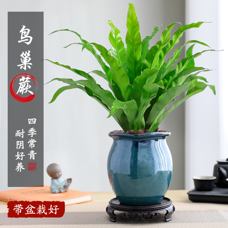 鸟巢蕨盆栽大苗植物办公室内客厅观叶绿植四季常青好养景德镇陶瓷