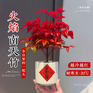 火焰南天竹盆栽室内办公桌面招财绿植花卉植物好养活耐寒禅意摆件