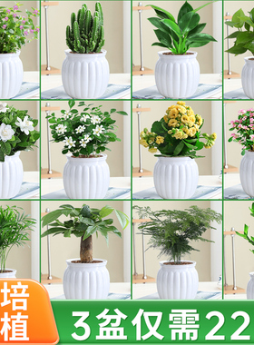 绿萝箩桌面绿植发财树盆栽栀子花办公室内植物花卉多肉水培好养活