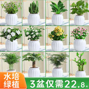 绿萝箩桌面绿植发财树盆栽栀子花办公室内植物花卉多肉水培好养活