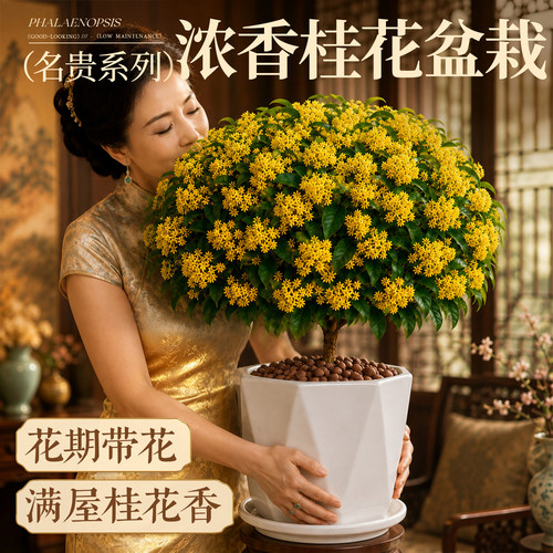 【开花浓香】阳台好养活老桩桂花