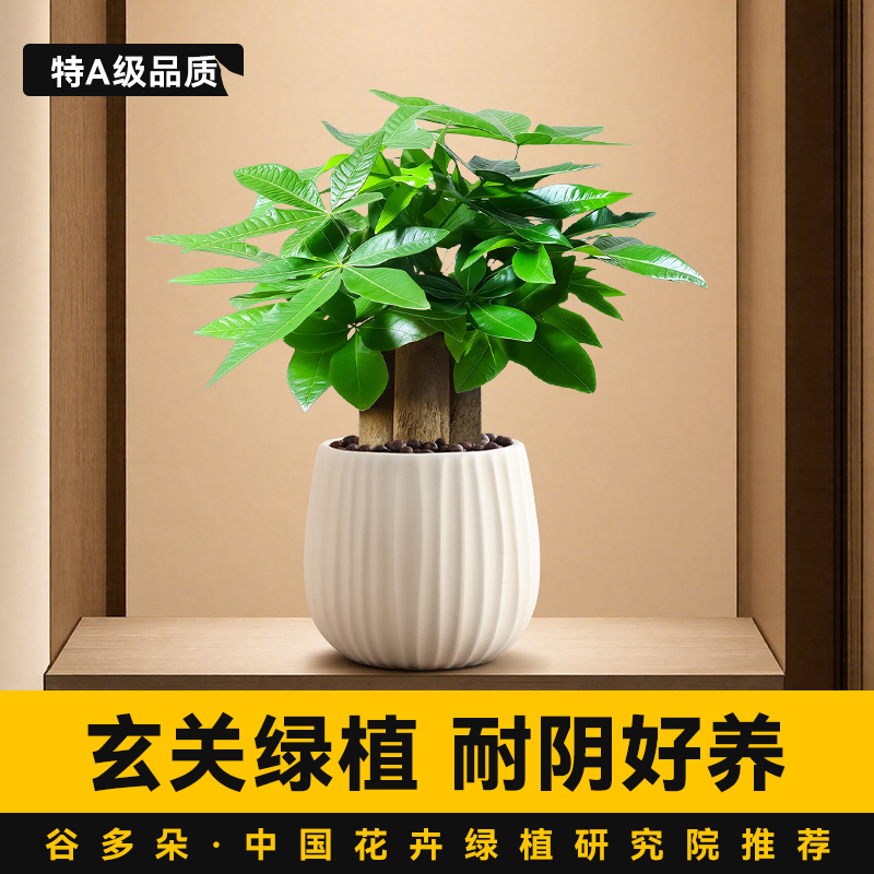 玄关绿植发财树金钱树室内植物花卉白掌红掌盆栽招财旺宅四季好养