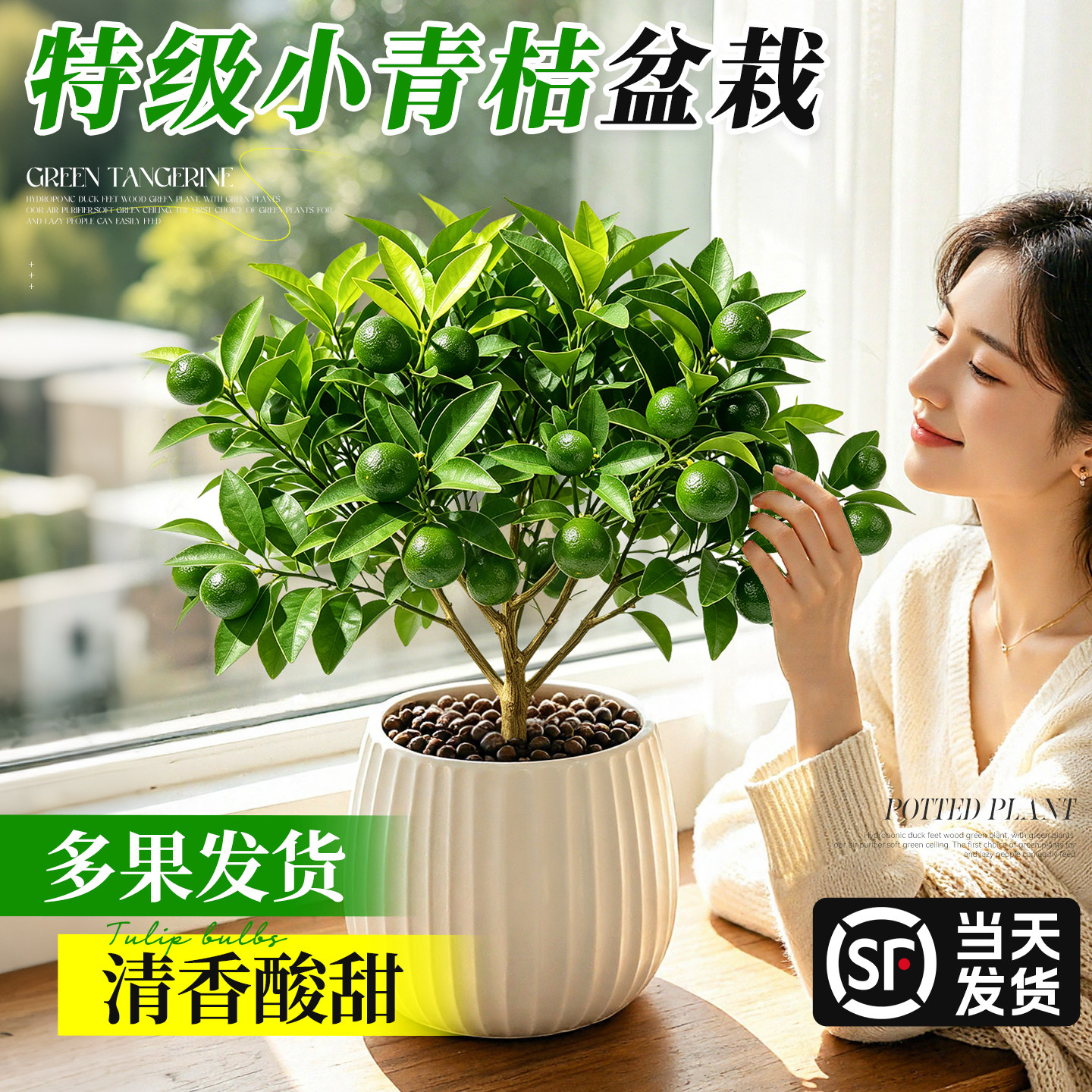 带果小青桔盆栽室内阳台好养果树苗四季结果橘子树金桔柠檬小青柠