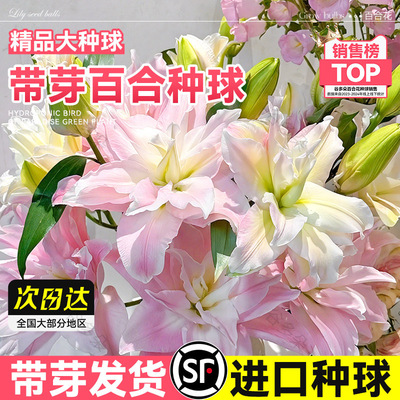 香水百合种球重瓣大球花卉绿植