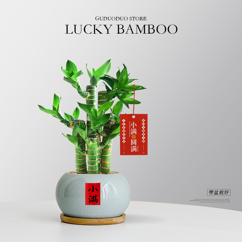 步步高富贵竹绿植盆栽招财好养