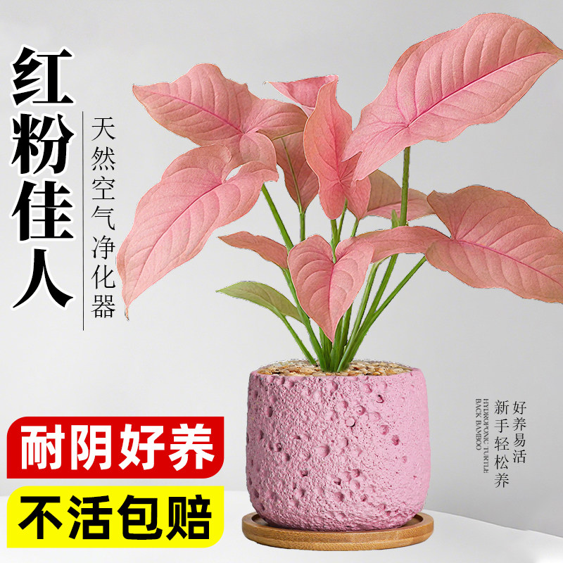 红粉佳人盆栽办公室内桌面绿植物