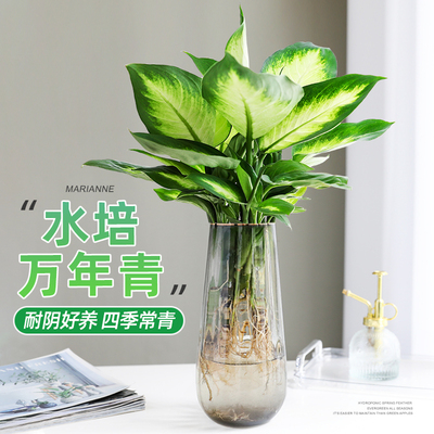 水培玛丽安万年青盆栽室内绿植