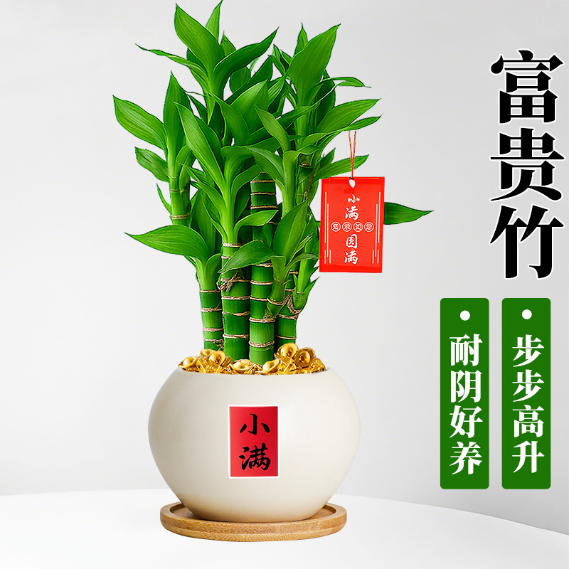 富贵竹绿植盆栽发财树招财好养