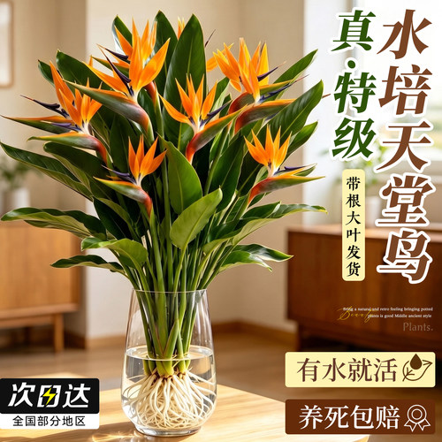 【遇水开花】水培天堂鸟带根大叶