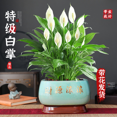 一帆风顺白掌盆栽植物耐阴好养活