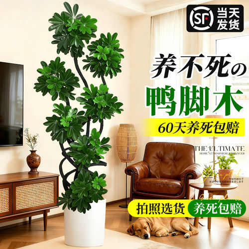 鸭脚木旺宅客厅室内招财大型盆栽