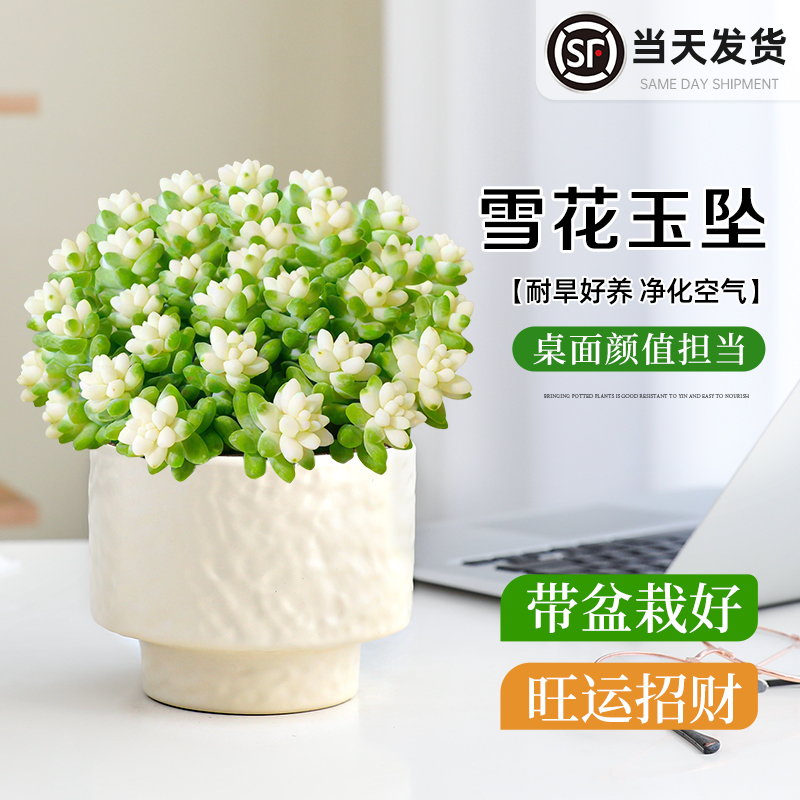 雪花玉坠多肉办公好养绿植小盆栽